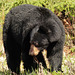 A Black Bear sighting from May