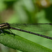 Different variety of damselfly