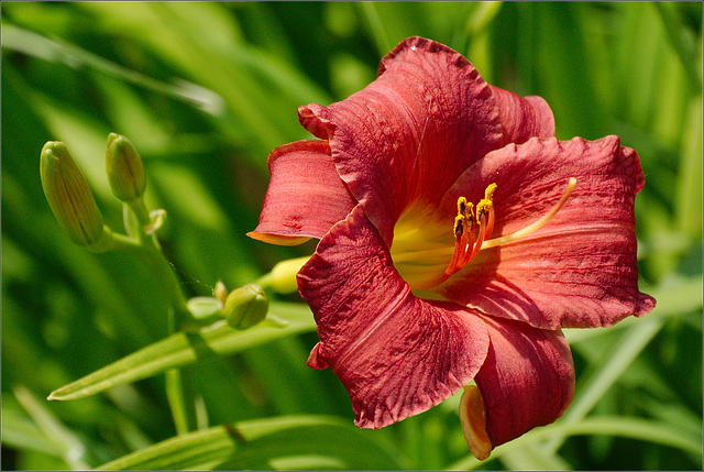 Red Daylilies