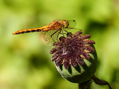 An attractive Dragonfly perch