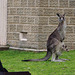 kangaroos galore