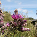 A great thistle but difficult to photograph in a high wind