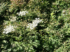 Some cow parsley growing in the hedgerows