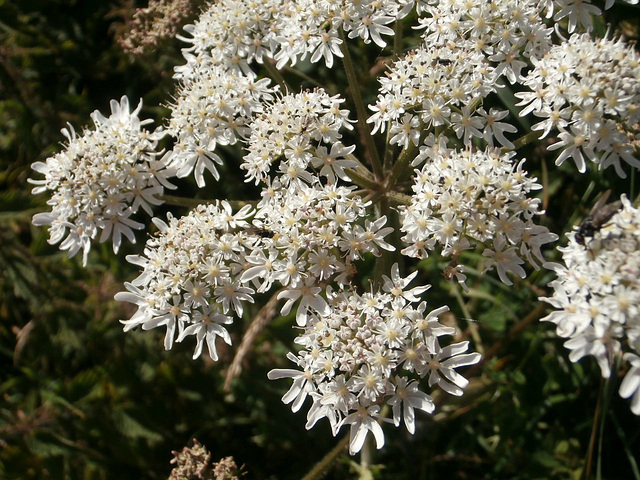 A lovely bunch of white flowers