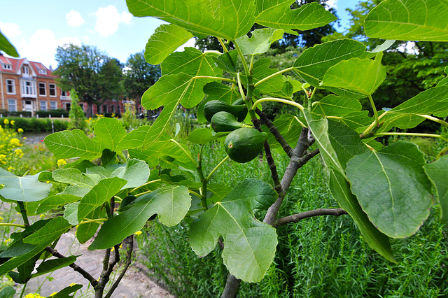 Hortus botanicus – Figs