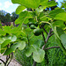 Hortus botanicus – Figs