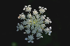 Queen Anne's lace, snowflake edition