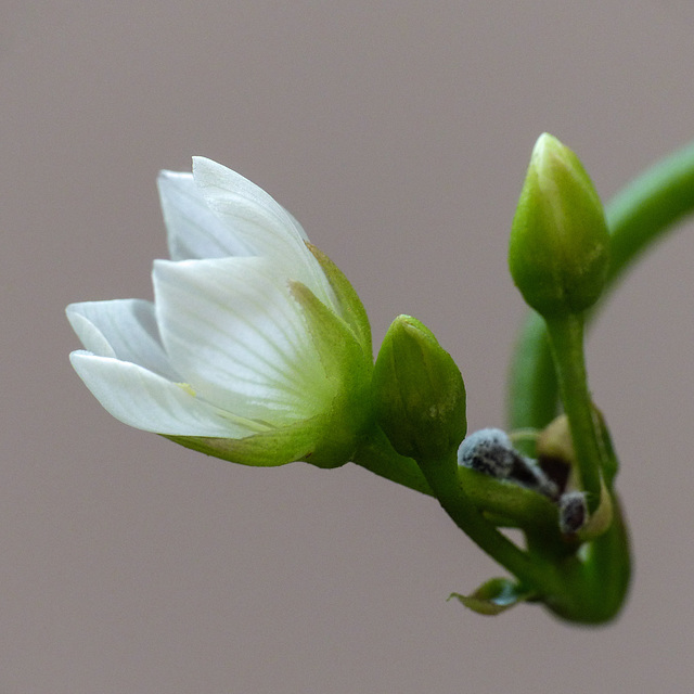 Venus Flytrap flower