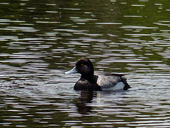 Lesser Scaup and lines