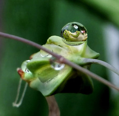Frog: My weather... ©UdoSm