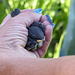 A baby Tree Swallow about to be banded