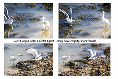 Little Egret - big beak -Newhaven - 25.9.2014