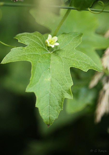 White Bryony Bryonia dioica