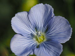 Linseed Flax Flower