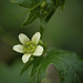 White Bryony Flower Bryonia dioica