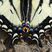 A Swallowtail's tails