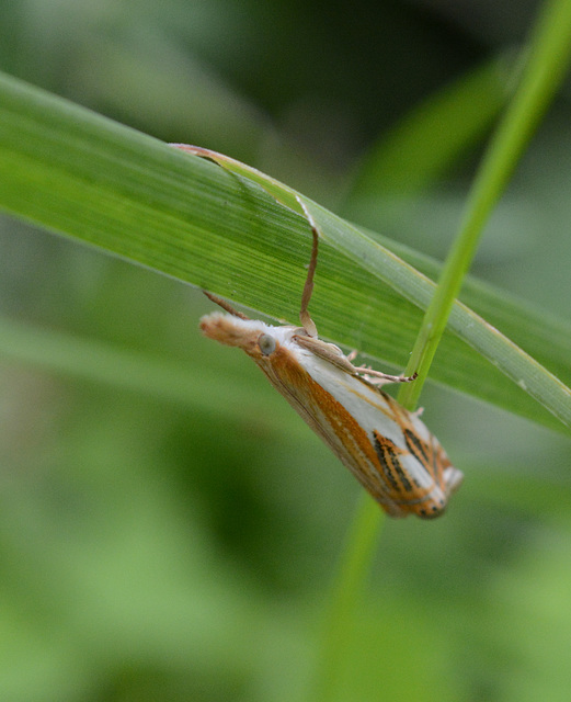 This leaf hopper is actually a moth