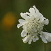 Field Scabious in White Knautia arvensis