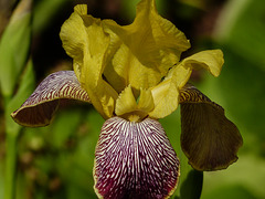 Gorgeous Iris