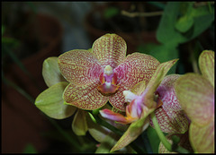 Phalaenopsis hybride (2)