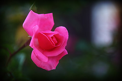 Pink Rose 1