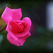 Pink Rose 1