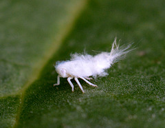Cottony leafhopper, different view