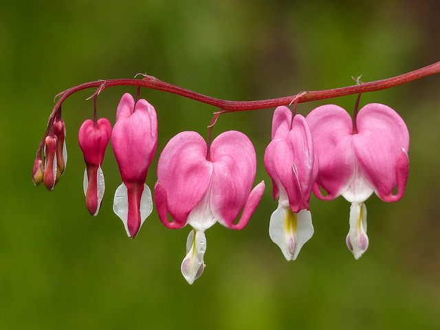 Little hearts in a row