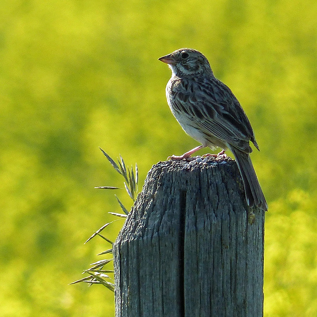 Vesper Sparrow