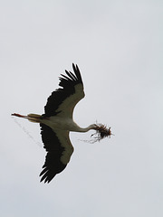 Storch in der Luft (Wilhelma)