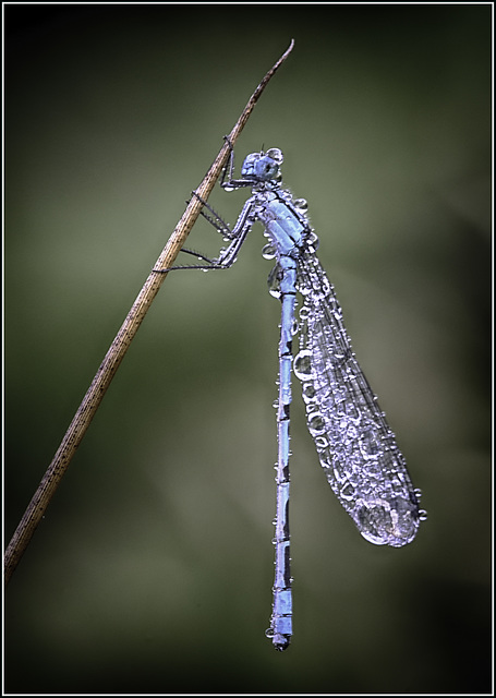 Common Blue Damselfly Common Blue Damselfly