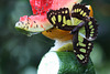 Schmetterling (Wilhelma)