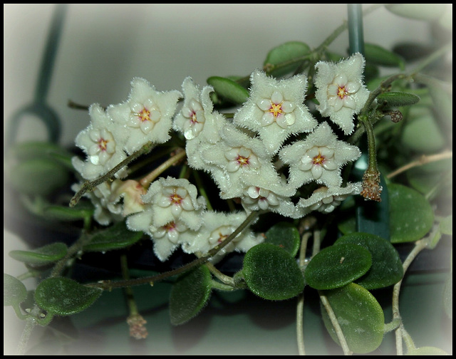 Хойя Серпенс Hoya Serpens