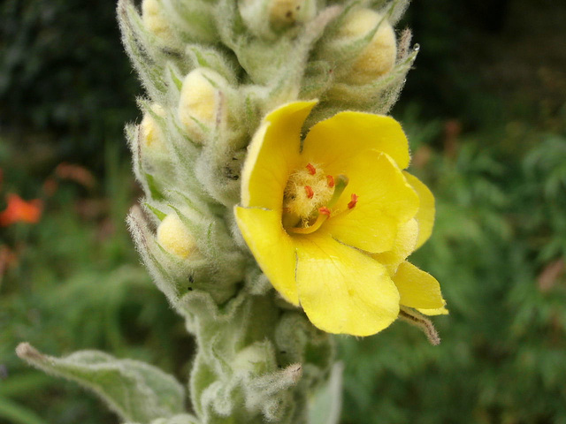 New yellow flower on the strange plant