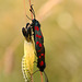 Six-spot Burnet Mating Pair, with Company