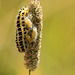 Wasp Larva and Pupae on Six-spot Burnet Caterpillar