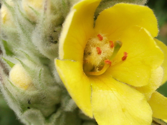 Close up of the new yellow flower