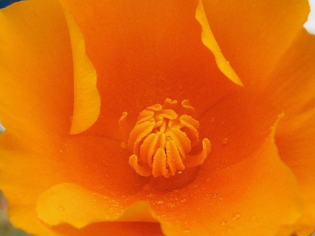 A lovely deep orange in the poppy