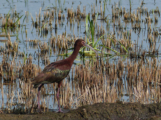 White-faced Ibis - very rare in Alberta