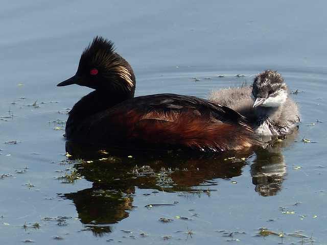 Eared Grebe with young one