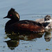 Eared Grebe with young one