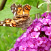 Purple nectar delight -