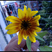 Sonnenblumen - Blüte