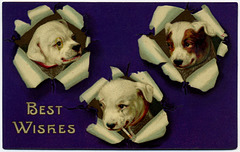 Dogs Bursting with Best Wishes