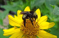 Bumble Bee on a Sunflower