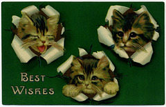 Cats Bursting with Best Wishes