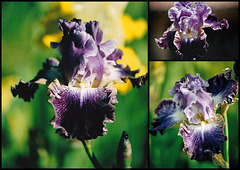 Iris Double Click