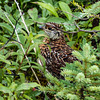 Juvenile Spruce Grouse