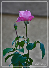 pink rózsa