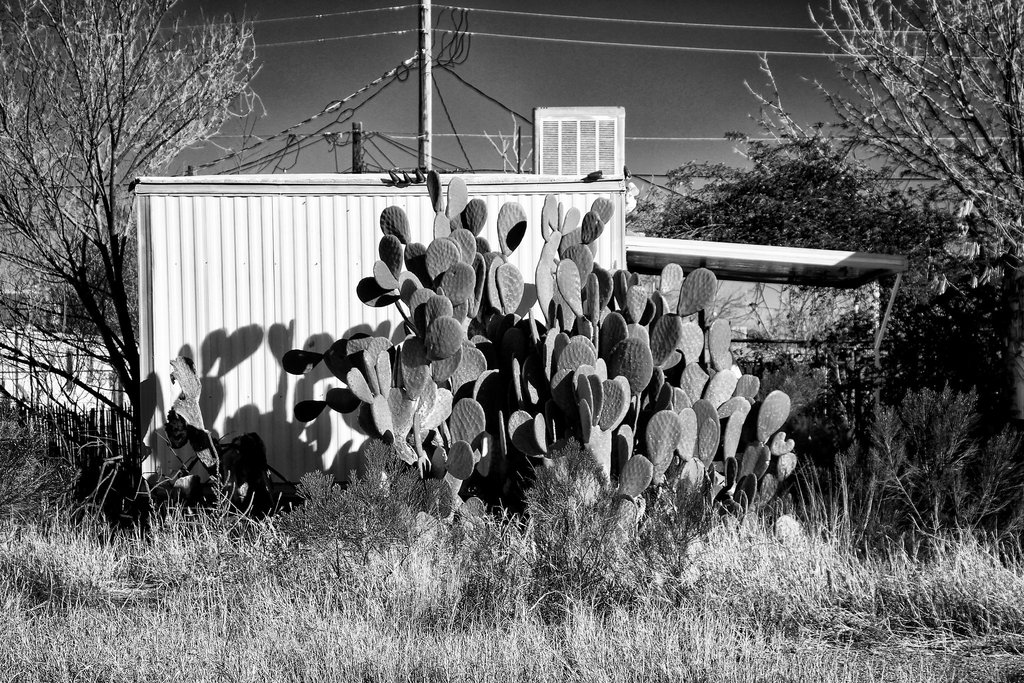 Cactus Flats